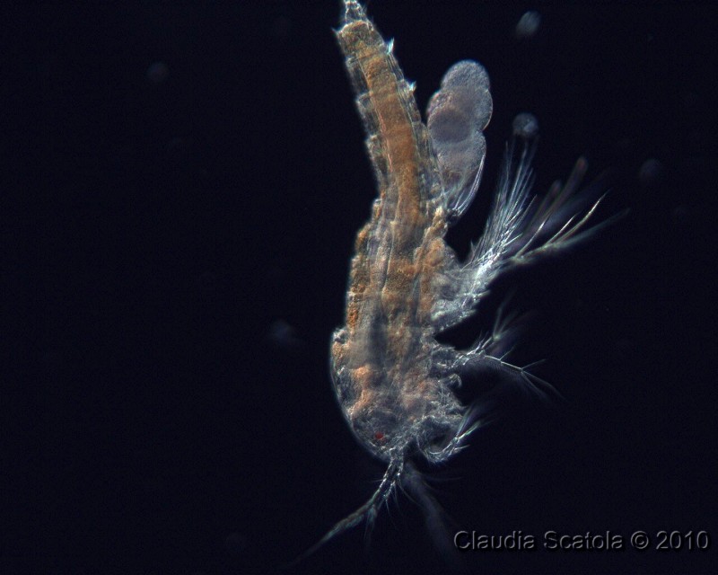 Copepode